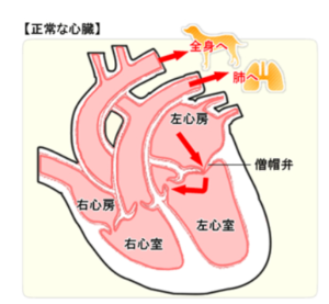 正常な心臓